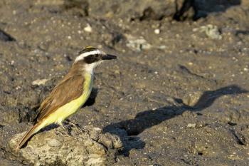 Lezing 'De vogels van Suriname; een reis door natuur, cultuur en verwondering'